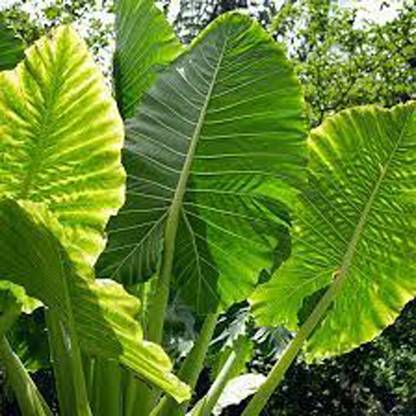 SREE Taro Root Seeds for Gandening, Taro Root Organic Seed