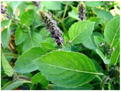 SEEDSART Tulsa JI Seeds Gorgeous Tulsi Seeds " Tulsi " Organic 120 Seeds , h909 Seed
