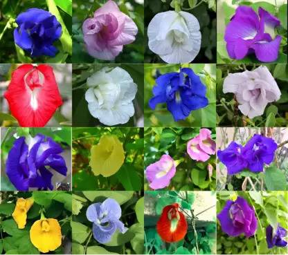 organic gallery Aparajita Double Mixed Seeds All Color, Butterfly Pea Seeds, Clitoria Ternatea Seed