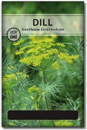 VibeX ® VLR-221 Dill Seeds (Anethum graveolens) Seed