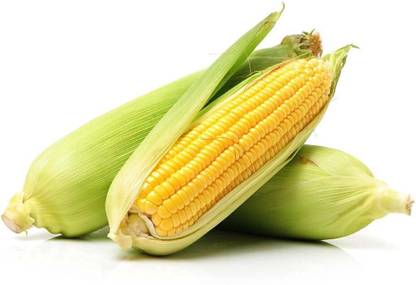 SUAA Maize (makka) Vegetable Seed