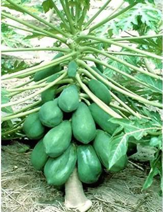 wequality Hybrid papaya seeds/Red lady papaya seeds for plant Seed