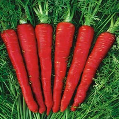 CRGO CARROT , GAJAR Seed