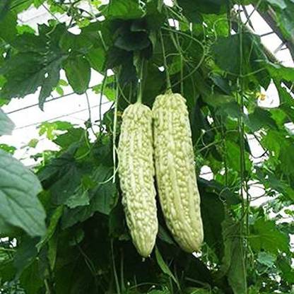 CYBEXIS GUA-15 - Rare White Bitter Gourd Bitter Melon - (100 Seeds) Seed