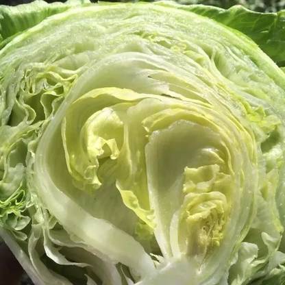 Avysa Ice Berg Lettuce Seed