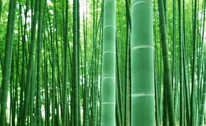 BDSresolve Bamboo fencing for gardening PACK OF 113 Seed