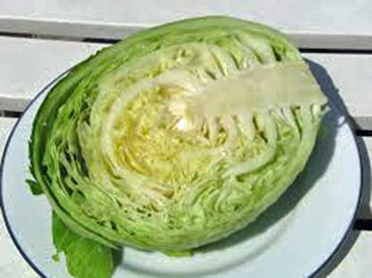 WILLVINE VNR -I Cabbage Seed, Golden Acre, Heirloom [10g] Seed