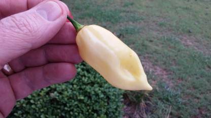 KNESSiN Fatalii white Chilli Pepper Seeds,Rare Seeds,High Germination Seed