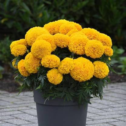 ibains Marigold tree seeds Seed