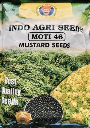HYBRID 1kg Hybrid mustard seeds (moti-46) yield 18-19 quintal/acre Seed