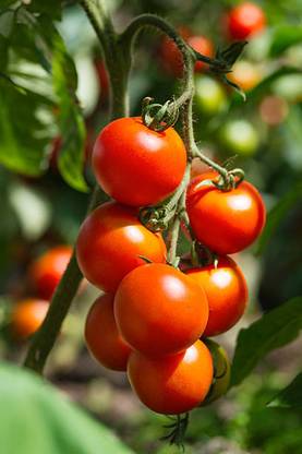 ALPHONSO MANGO TREE tomato Seed