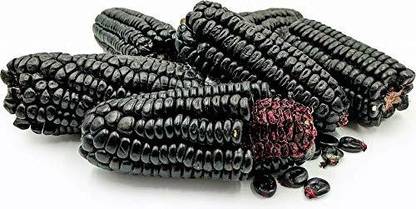 VibeX ® XXL-882 Rare Black Corn Ornamental Seeds Seed