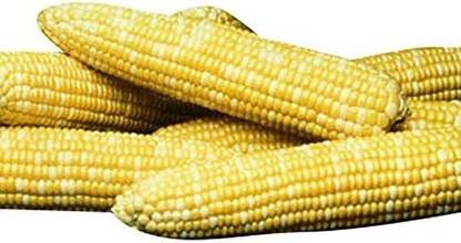 VibeX KGF -37 - Sweet Corn Honey 'N Pearl Insect Guard Treated - (250 Seeds) Seed
