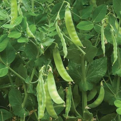 CYBEXIS VXI-2 - Snowbird Pea - (300 Seeds) Seed