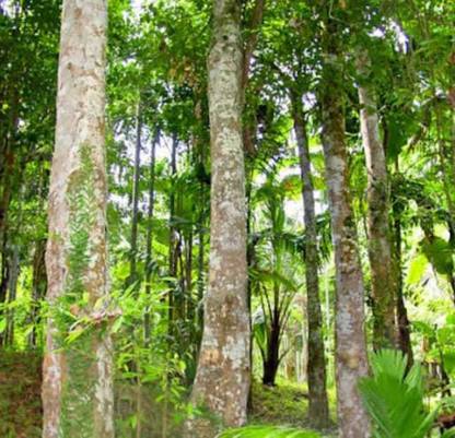 Pioneer Natural Lignum Aloes, Agor Ator (আগর আতর), Agor, Agru Plant Seed