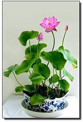 KANAYA Kamal Seed