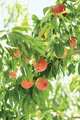 KANAYA Peach Fruit Seed