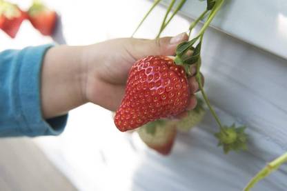 ActrovaX World's Biggest Strawberry - Great Taste - Rich in Vitamins [6400 Seeds] Seed