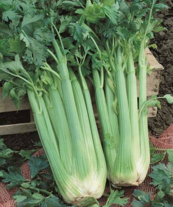 ENTENT Giant Pascal Stalk Celery Seed