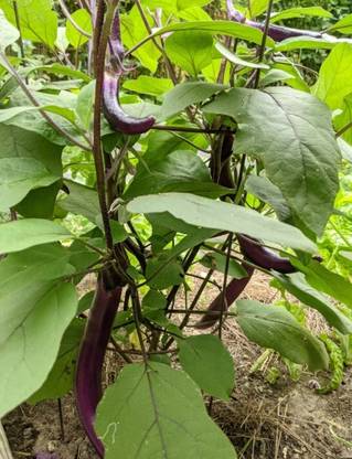 Quentova Chinese String Eggplant Seed