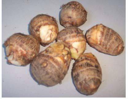Aywal Arbi Taro root Outdoor Gardening vegetable Bulbs Seed