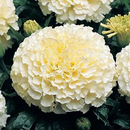 EKAKSHAR Flower Seeds Marigold F1 Hybrid White Vanilla Flower Seeds WW75 Seed