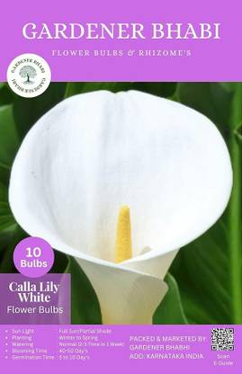 Gardener Bhabi Zantedeschia Calla Lily White Attractive Flower Bulbs | Home Outdoor Seed