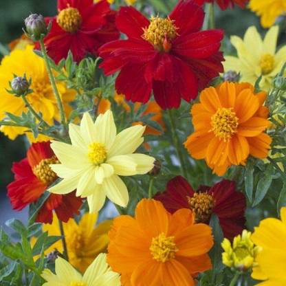 CYBEXIS LXI-22 - Cosmos - Brightness Mixed - High Germination - (90 Seeds) Seed