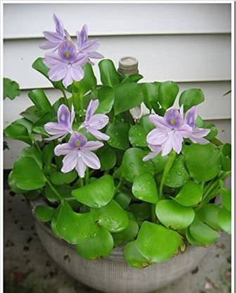 ABEFARIYA COMMON WATER HYACINTH Seed