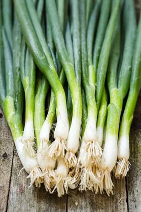 CYBEXIS VVI-89 - Green Welsh Onion Bunching - (1500 Seeds) Seed