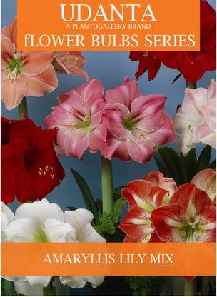 Udanta Dutch Amaryllis Lily Multicolor Bulbs - Set of 10 Bulbs Seed