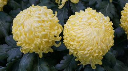 Vista Chrysanthemum (Regular Incurve ) Seed