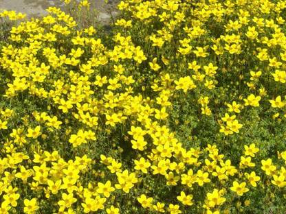 VibeX ® XXL-490 Bur Marigold (Bidens Aurea) Seed