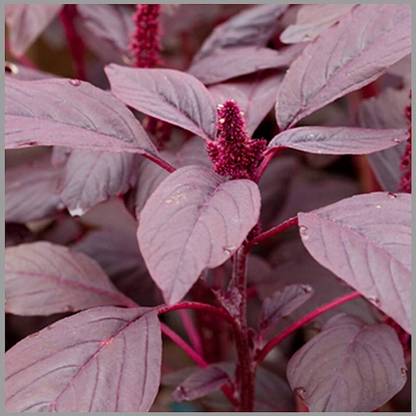 Arshiayat Lal Saag/ Red Spinach, Red Amaranthus Seed