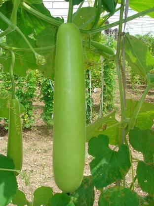 UGRA Gourd Bottle Seed