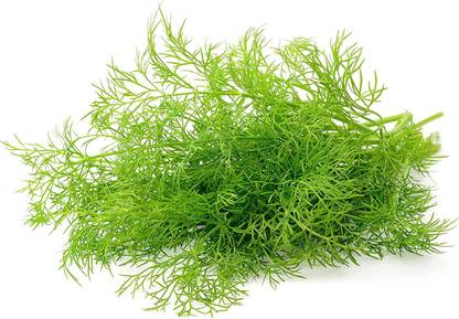 VibeX XLL-18 - Dill Dukat Herb - (250 Seeds) Seed