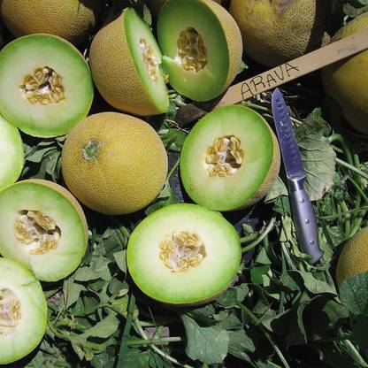 WILLVINE XLL-342 Certified Organic Arava F-1 Galia Musk Melon Seed