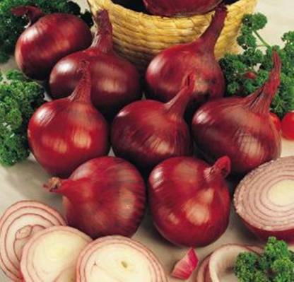 CYBEXIS VVI-4 - Onion Red Baron Neutral Giant - (1500 Seeds) Seed