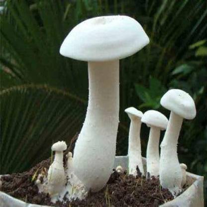 KrishnaSheeds Milky Mushroom Seed