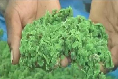 BDSresolve azolla grass,azolla seeds for home plant growing Seed