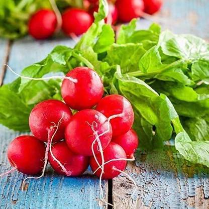 CYBEXIS VVI-38 - Radish Scarlet Globe - (2250 Seeds) Seed