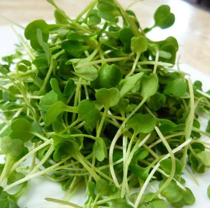 WILLVINE Arugula Roquette Lettuce Spring/Fall Garden Containers Vegetable-[2500 Seeds] Seed