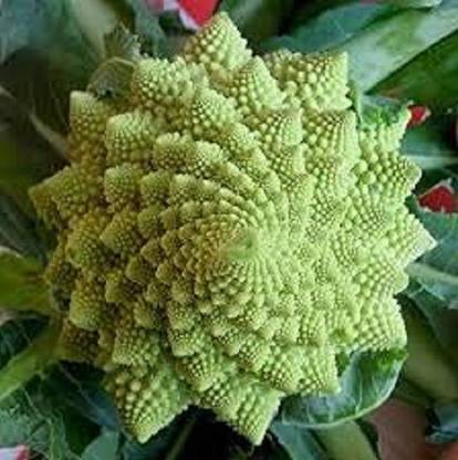 VibeX LX-30 - Organic Romanesco Broccoli - (1350 Seeds) Seed