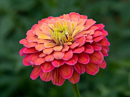 Greenfall 35 Mixed Zinnia Flower Seeds - Perfect for Colorful Gardens Seed