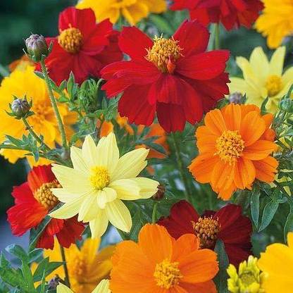 CYBEXIS LX-47 - COSMOS BRIGHT LIGHT MIXED FLOWER - (90 Seeds) Seed