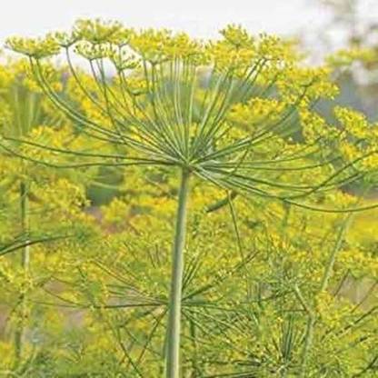 VibeX TLX-7 - Fernleaf Dill - (250 Seeds) Seed