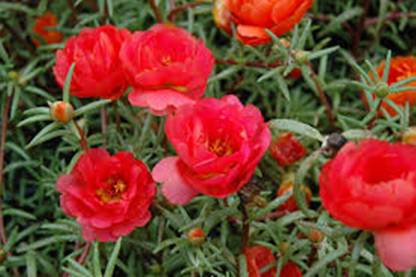 AGRYSO Red Portulaca Grandiflora Seed, Moss Rose Flower, Natural Seed