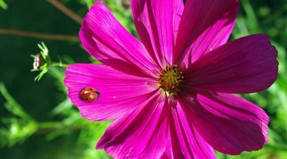 Quentova Cosmos bipinnatus-10Y-VXL Seed