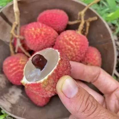 Aro Litchi, Lichi, Lychee Seed