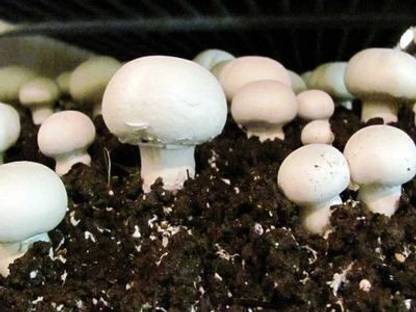 rrr Button mushroom Seed